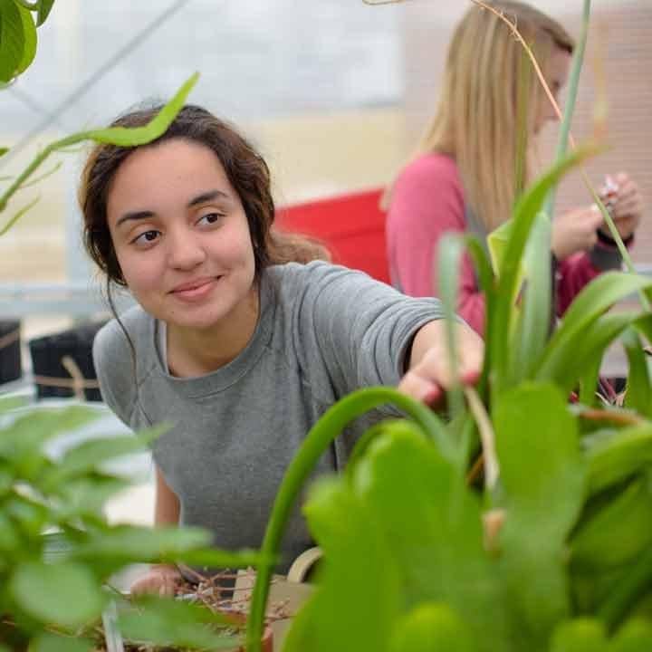 一名学生在韦斯特曼大厅温室研究植物